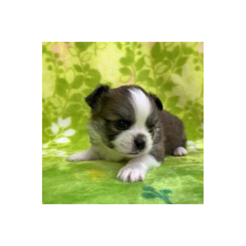 販売中の茨城県のチワワ(ロングコート)-454011の3枚目