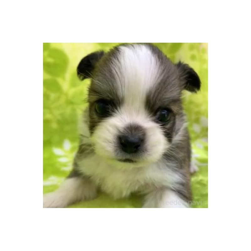 販売中の茨城県のチワワ(ロングコート)-454011の2枚目