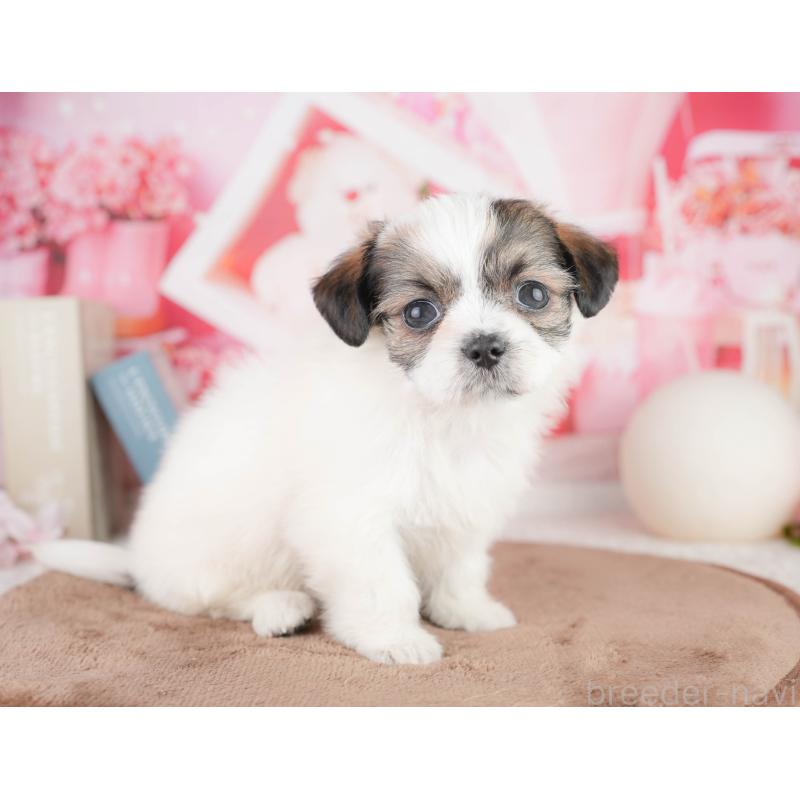 販売中の静岡県のチワズー:チワワ×シーズー-454291の14枚目