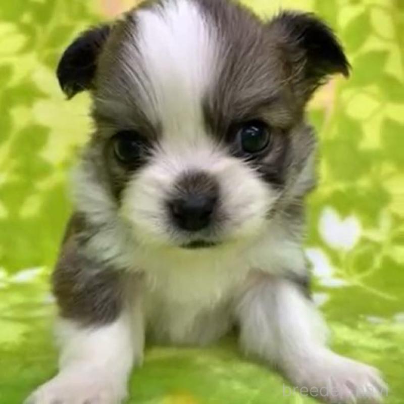 販売中の茨城県のチワワ(ロングコート)-454011