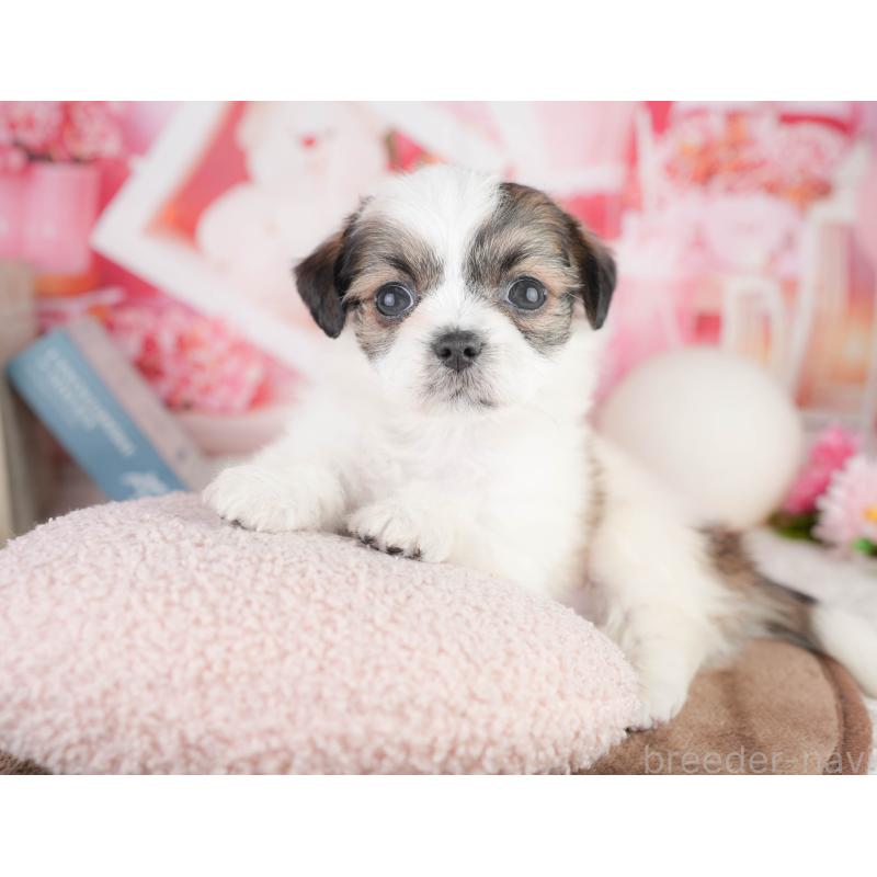 販売中の静岡県のチワズー:チワワ×シーズー-454291の10枚目