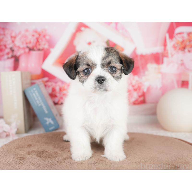 販売中の静岡県のチワズー:チワワ×シーズー-454291の8枚目