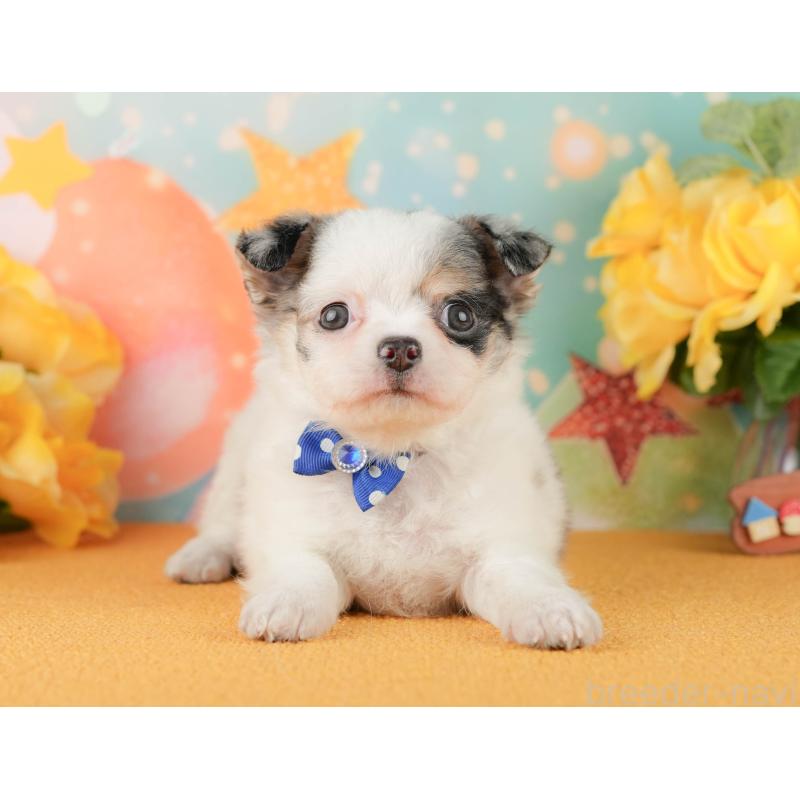 販売中の静岡県のチワワ(ロングコート)-454293の12枚目