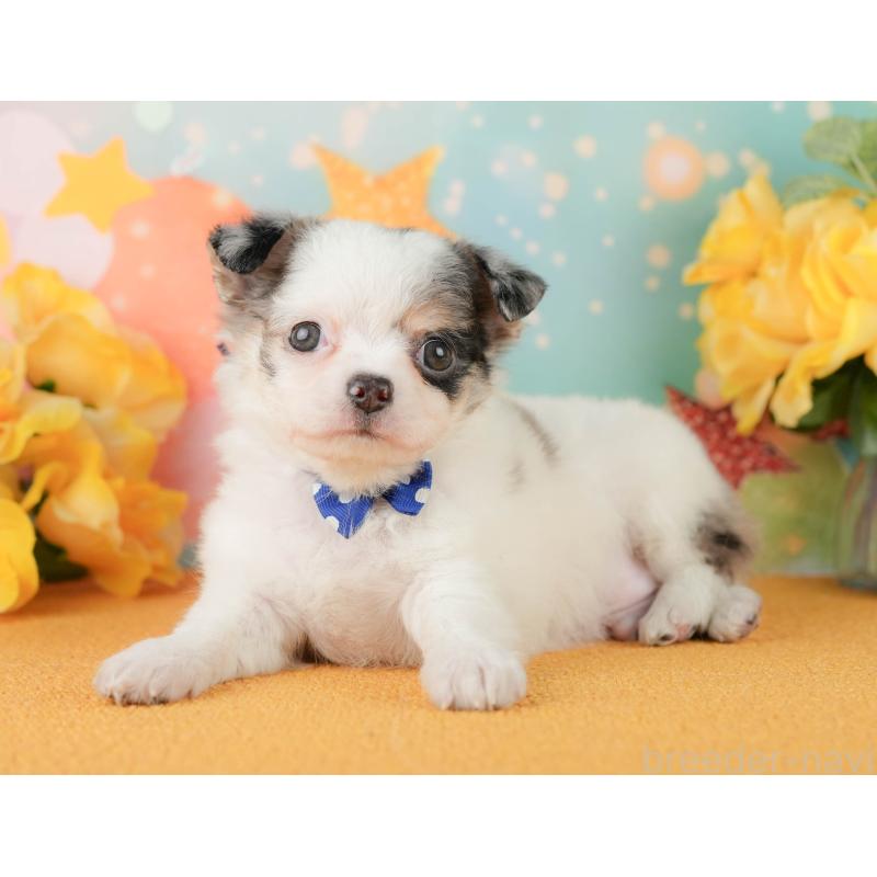 販売中の静岡県のチワワ(ロングコート)-454293の11枚目