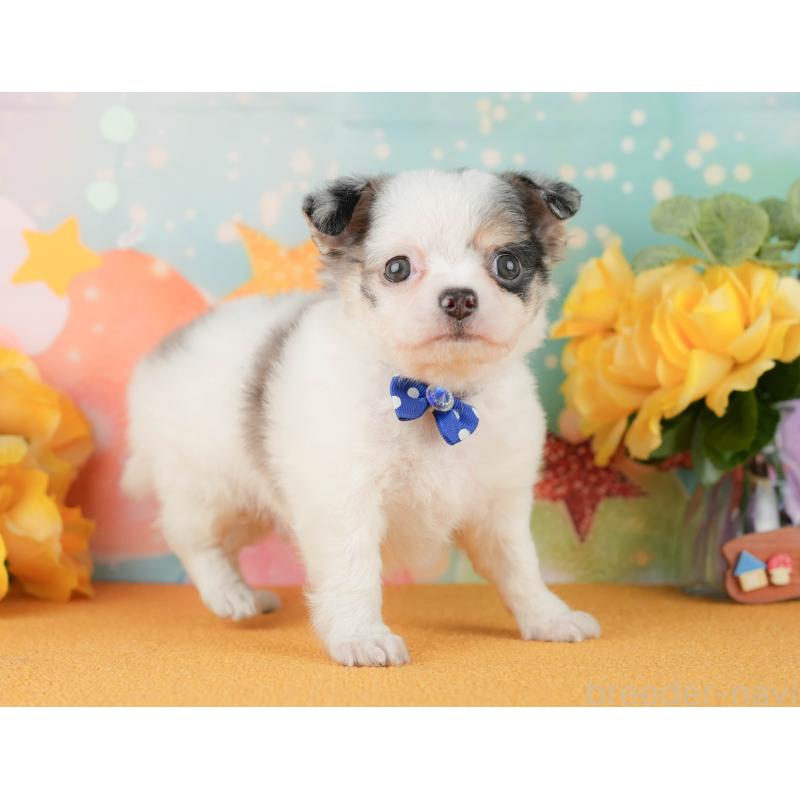 販売中の静岡県のチワワ(ロングコート)-454293の10枚目