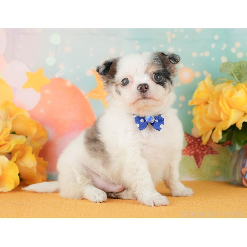 販売中の静岡県のチワワ(ロングコート)-454293の9枚目