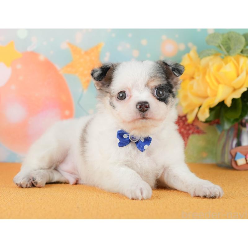 販売中の静岡県のチワワ(ロングコート)-454293の8枚目