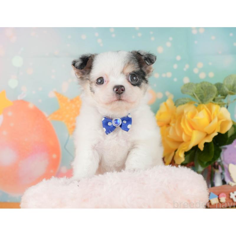 販売中の静岡県のチワワ(ロングコート)-454293の7枚目