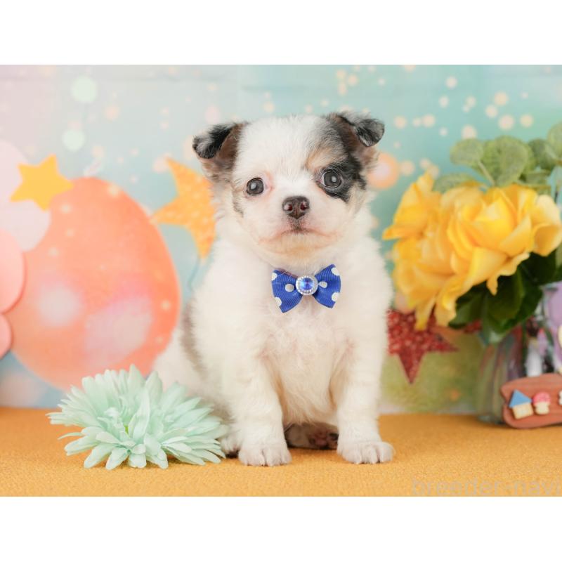 販売中の静岡県のチワワ(ロングコート)-454293の6枚目