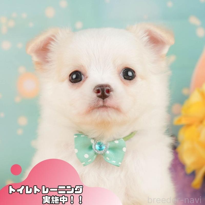 販売中の静岡県のチワワ(ロングコート)-454295