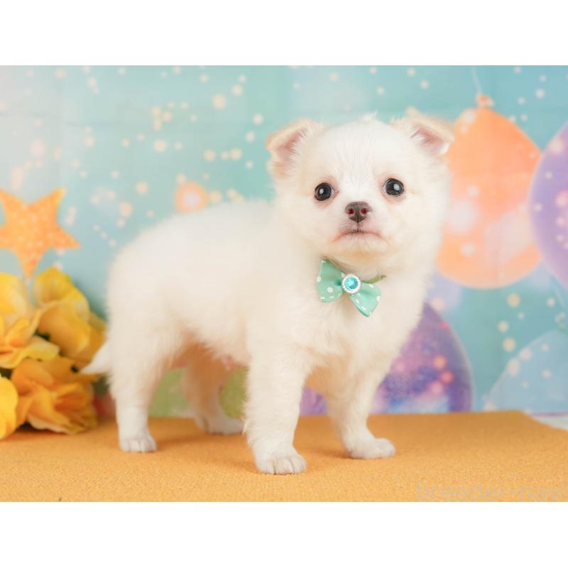 販売中の静岡県のチワワ(ロングコート)-454295の10枚目