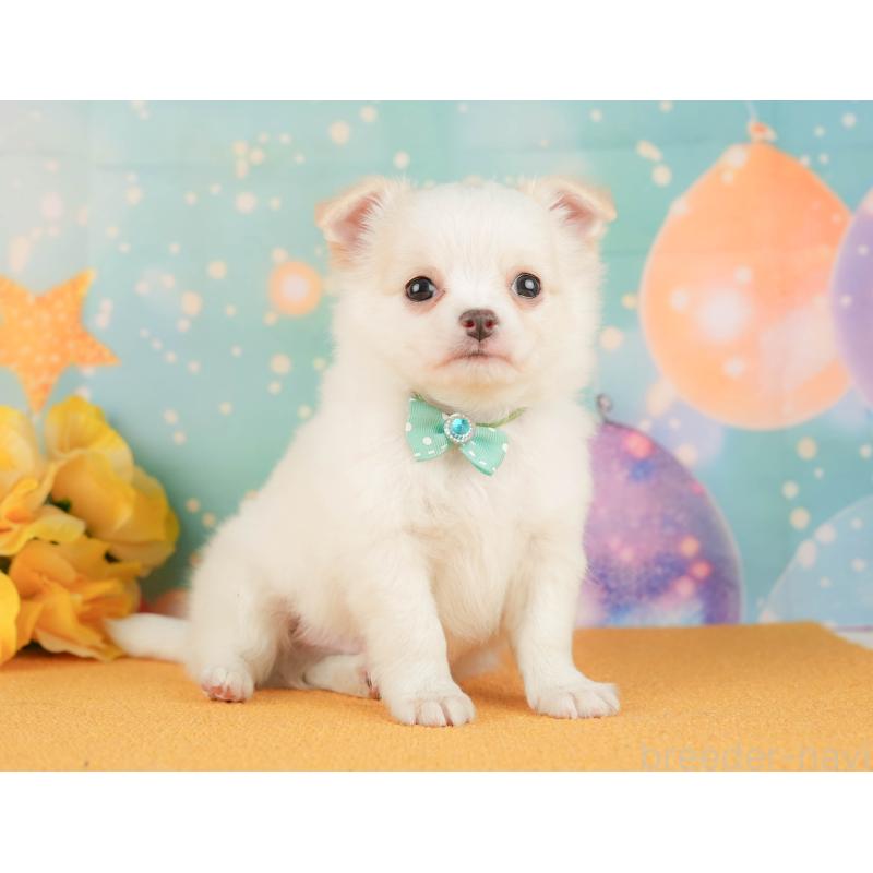 販売中の静岡県のチワワ(ロングコート)-454295の9枚目