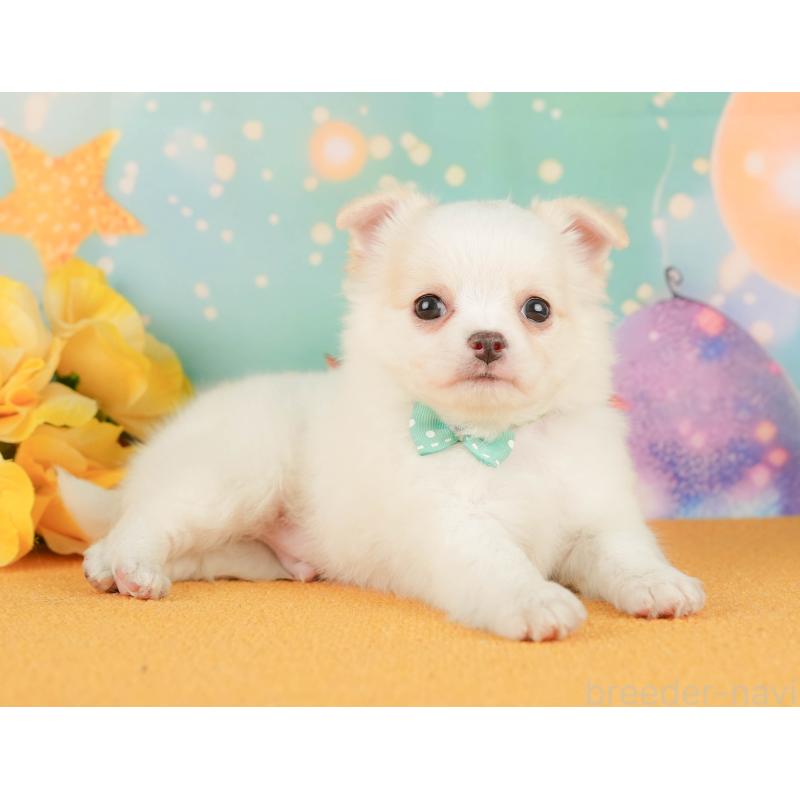 販売中の静岡県のチワワ(ロングコート)-454295の8枚目