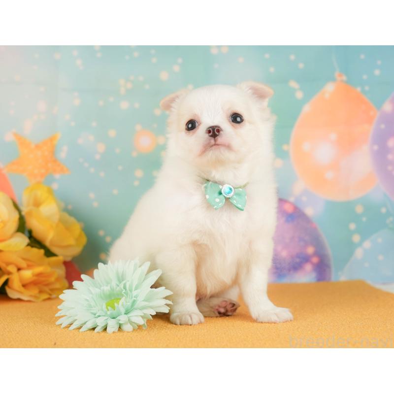 販売中の静岡県のチワワ(ロングコート)-454295の7枚目