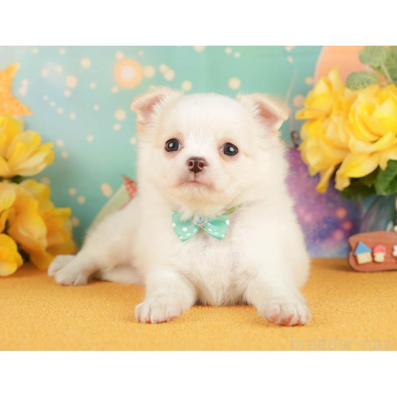 販売中の静岡県のチワワ(ロングコート)-454295の6枚目