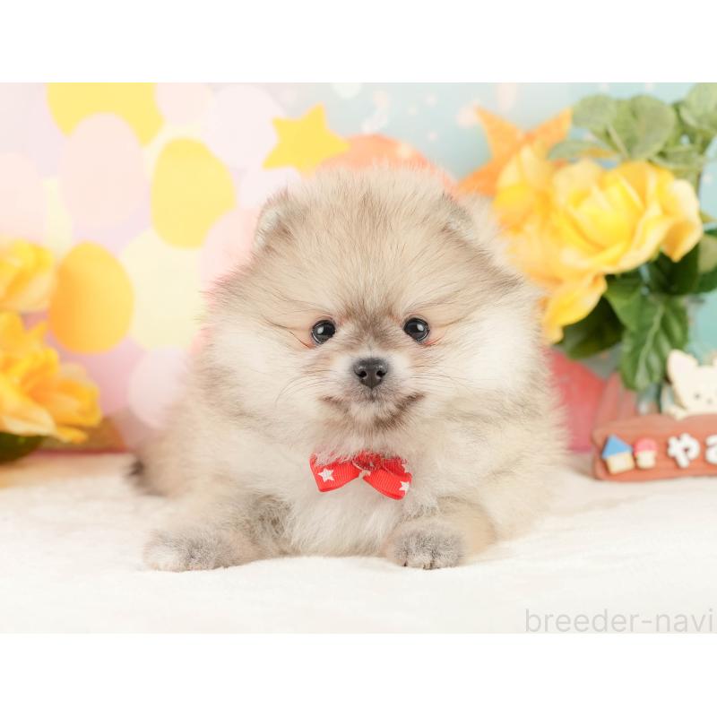 販売中の静岡県のポメラニアン-454306の12枚目