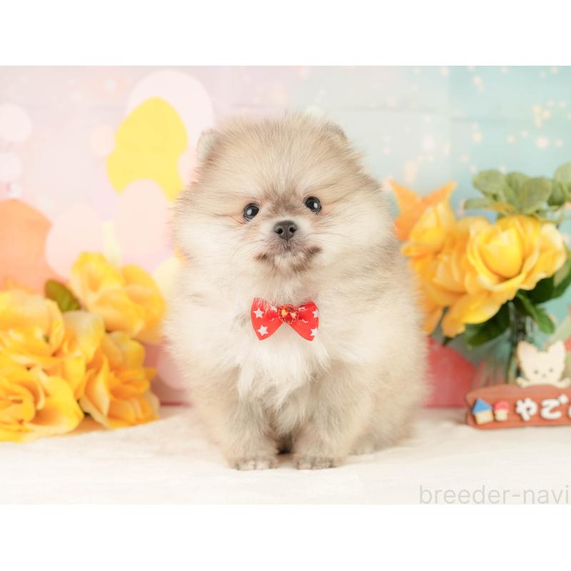 販売中の静岡県のポメラニアン-454306の10枚目