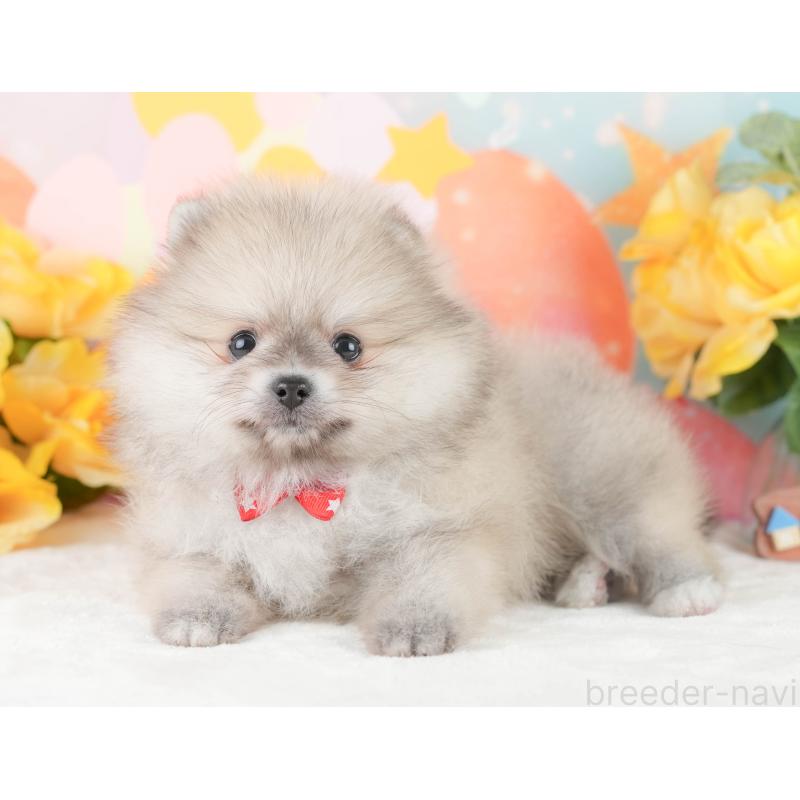 販売中の静岡県のポメラニアン-454306の9枚目