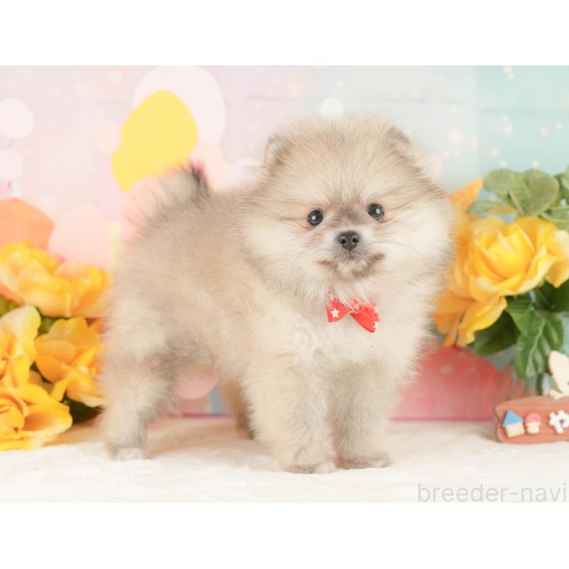 販売中の静岡県のポメラニアン-454306の8枚目