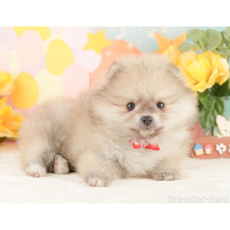 販売中の静岡県のポメラニアン-454306の7枚目