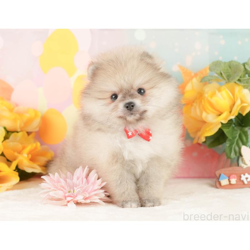 販売中の静岡県のポメラニアン-454306の6枚目