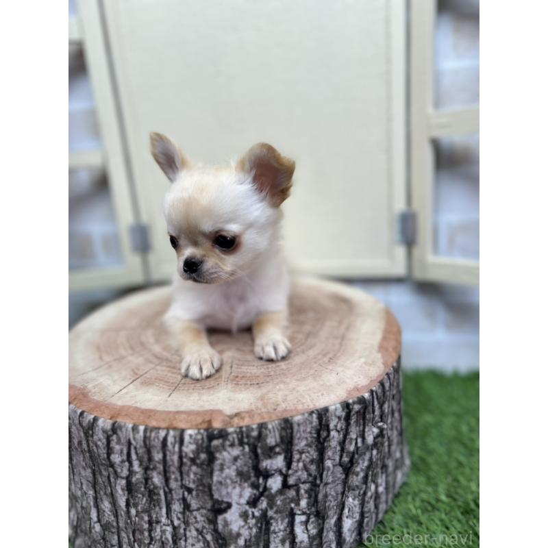 販売中の北海道のチワワ(ロングコート)-451655