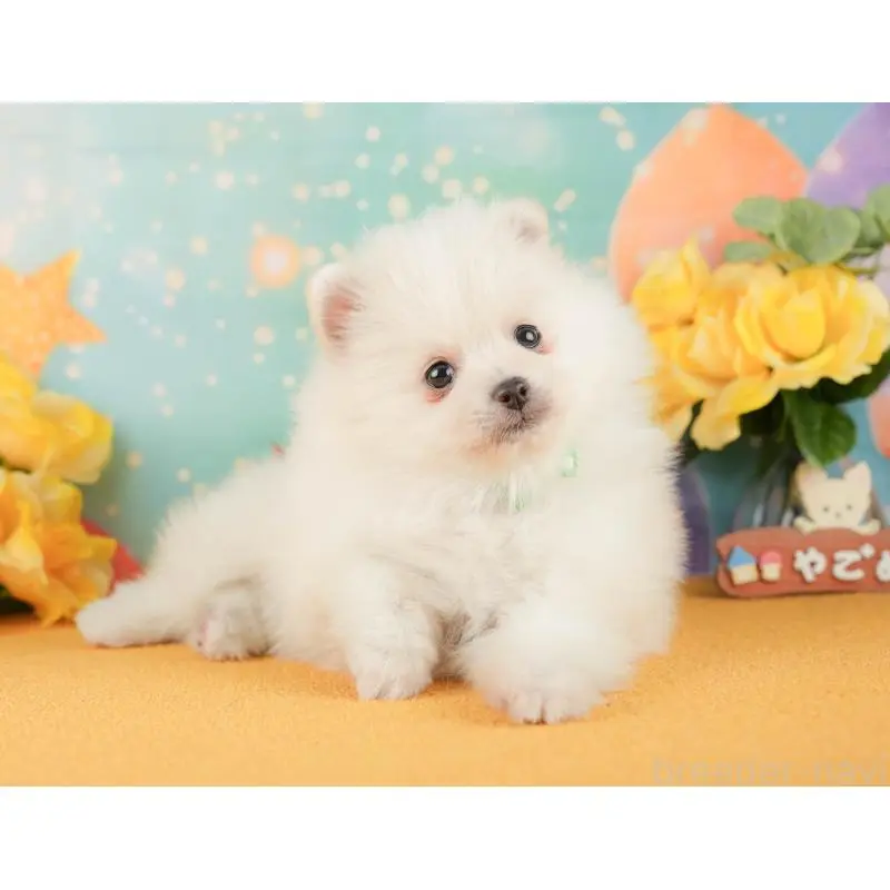 販売中の静岡県のポメラニアン-454308の12枚目