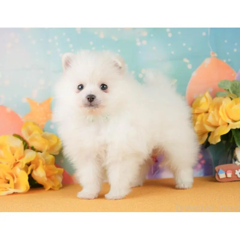 販売中の静岡県のポメラニアン-454308の11枚目