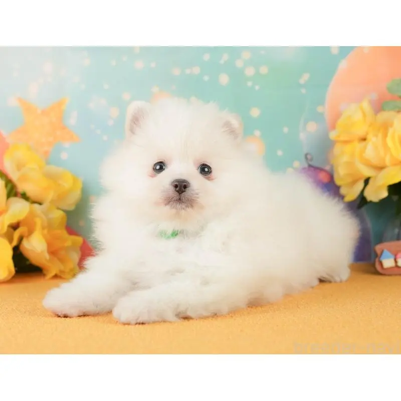 販売中の静岡県のポメラニアン-454308の10枚目