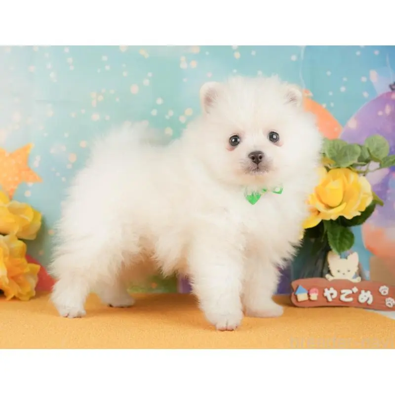 販売中の静岡県のポメラニアン-454308の9枚目