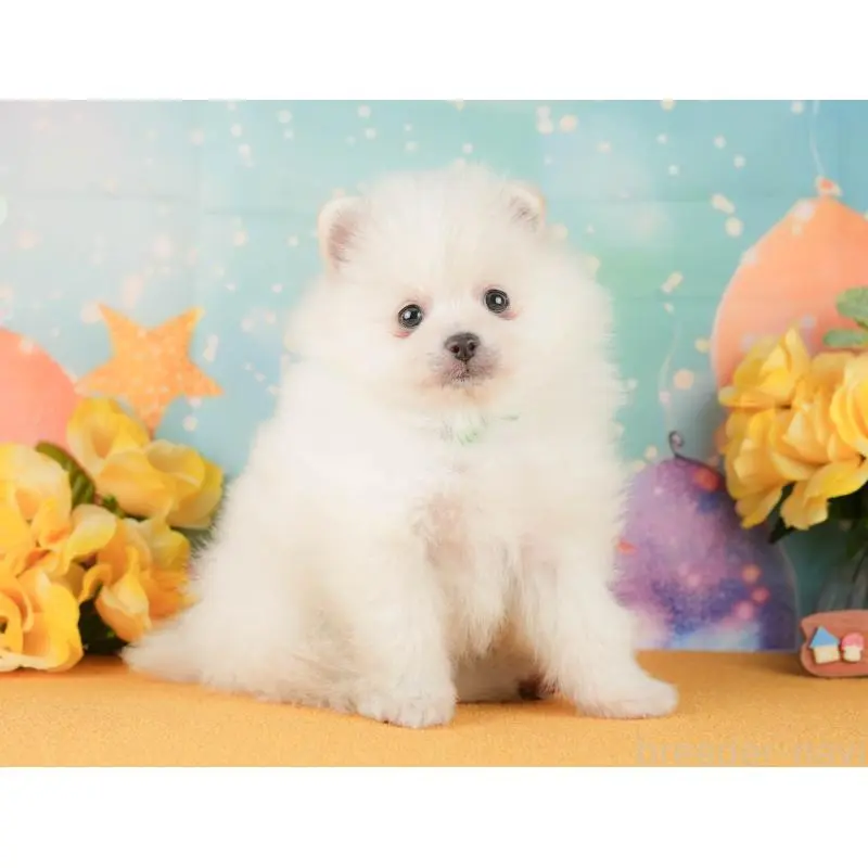 販売中の静岡県のポメラニアン-454308の8枚目