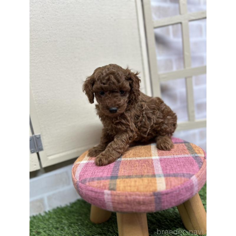 販売中の北海道のトイプードル-449429