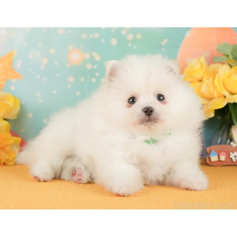 販売中の静岡県のポメラニアン-454308の7枚目