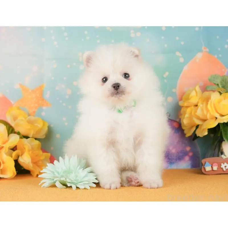 販売中の静岡県のポメラニアン-454308の6枚目