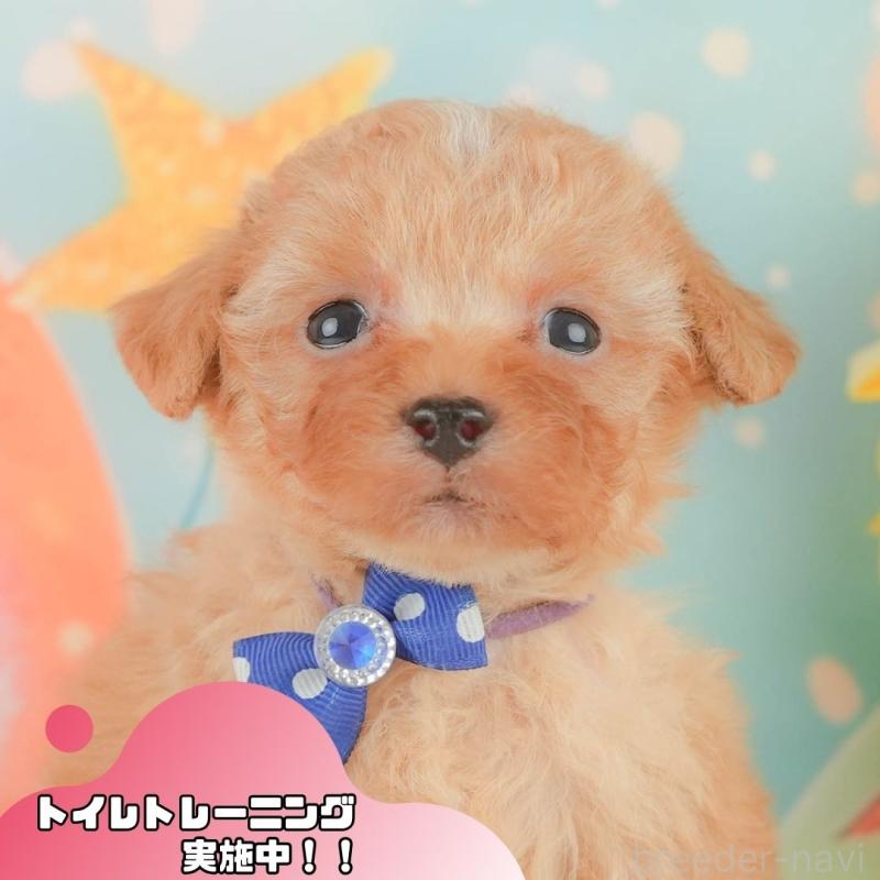 販売中の静岡県のトイプードル-454309