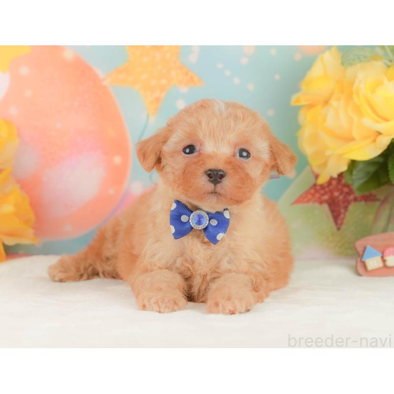 販売中の静岡県のトイプードル-454309の12枚目