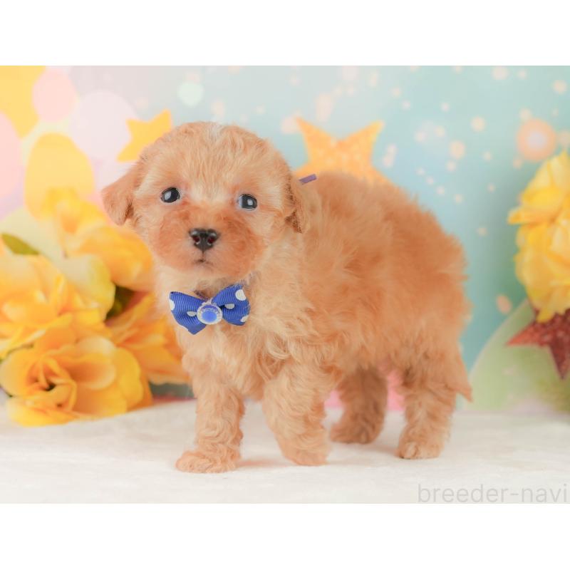 販売中の静岡県のトイプードル-454309の11枚目