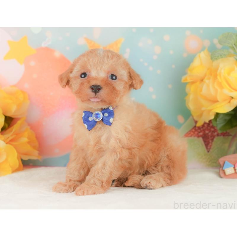 販売中の静岡県のトイプードル-454309の10枚目