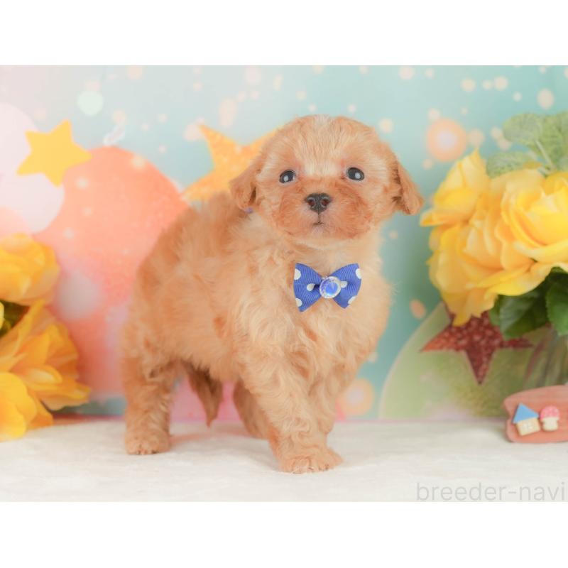 販売中の静岡県のトイプードル-454309の9枚目