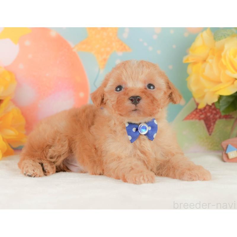 販売中の静岡県のトイプードル-454309の8枚目