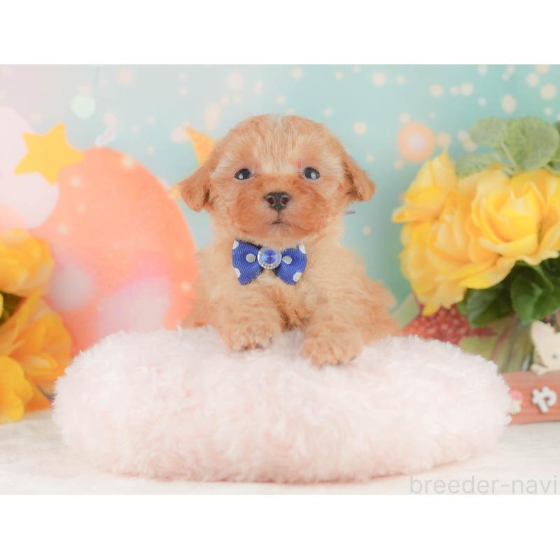 販売中の静岡県のトイプードル-454309の7枚目