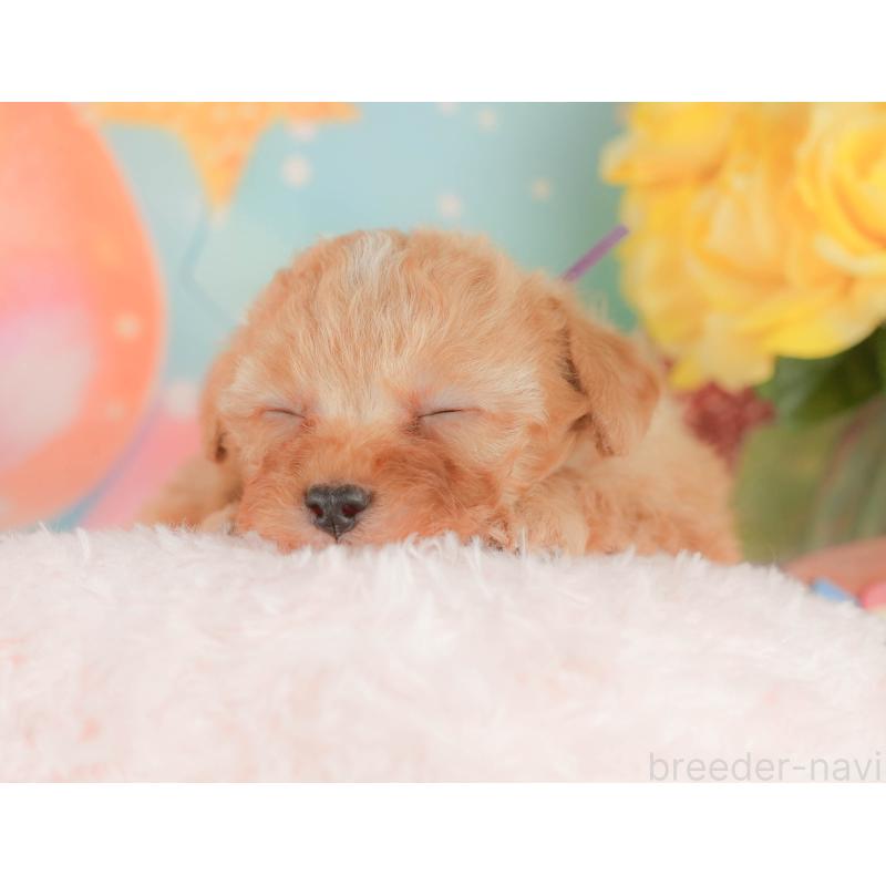 販売中の静岡県のトイプードル-454309の6枚目