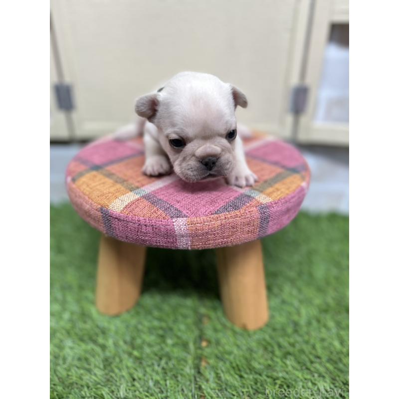 販売中の北海道のフレンチブルドッグ-452619