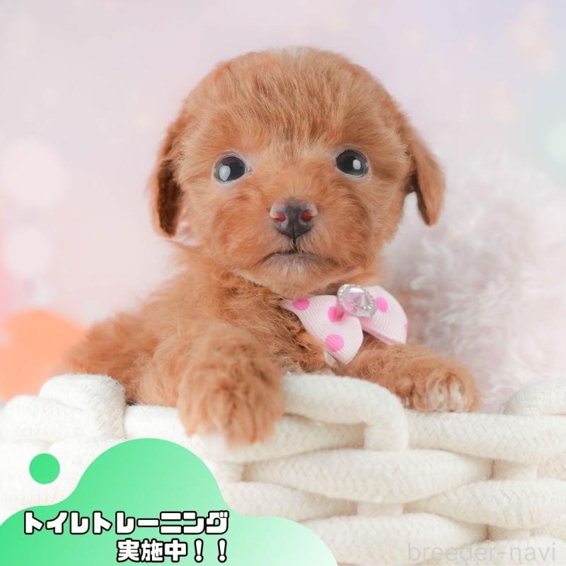 販売中の静岡県のトイプードル-454310