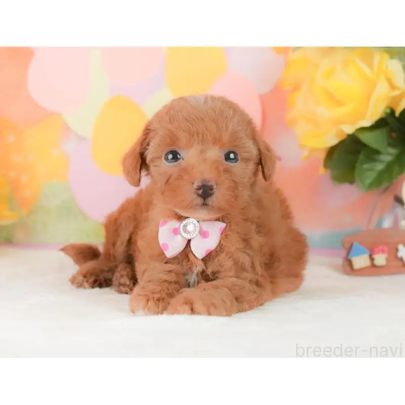 販売中の静岡県のトイプードル-454310の12枚目