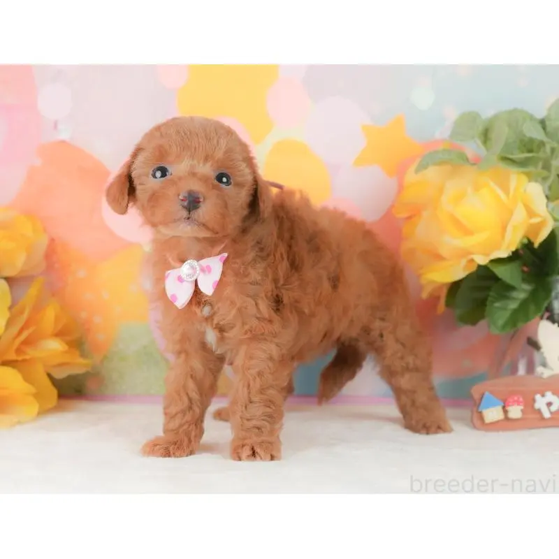 販売中の静岡県のトイプードル-454310の11枚目