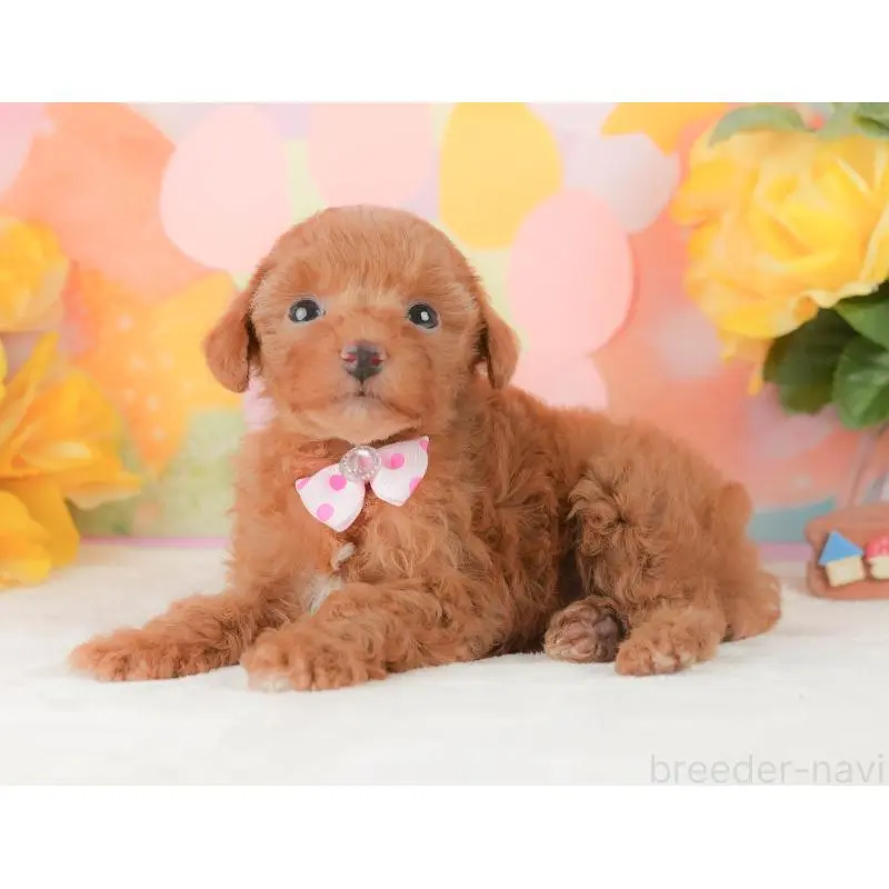 販売中の静岡県のトイプードル-454310の10枚目