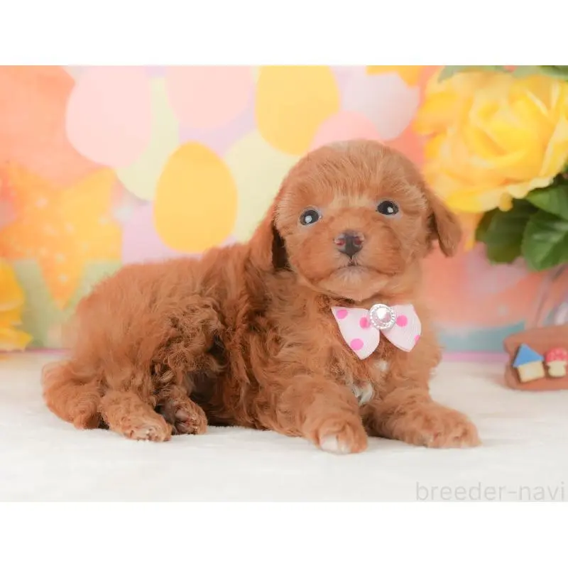 販売中の静岡県のトイプードル-454310の8枚目