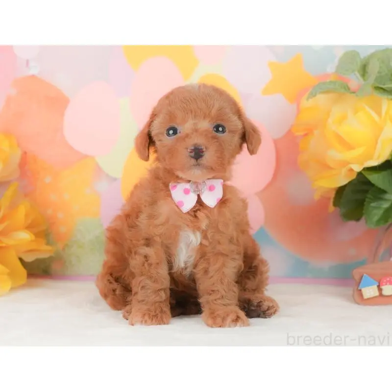 販売中の静岡県のトイプードル-454310の7枚目