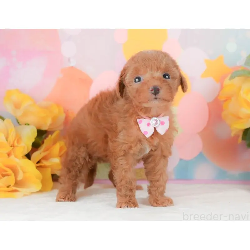 販売中の静岡県のトイプードル-454310の6枚目